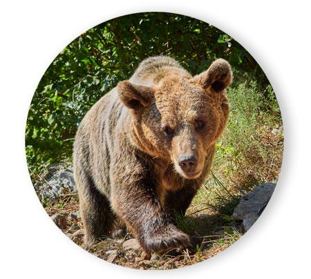 Cantabrian brown bear in the foreground.